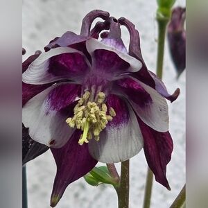 Columbine Starter Plants